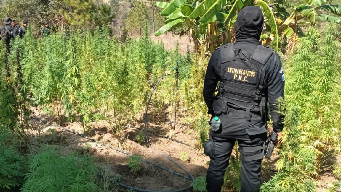 GUATEMALA MARIHUANA MATAS