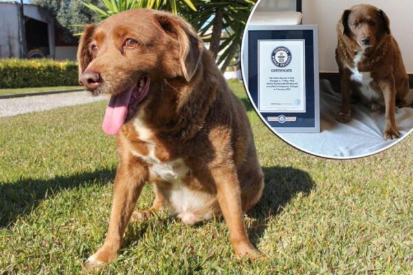 Bobi, el perro más viejo del mundo, falleció