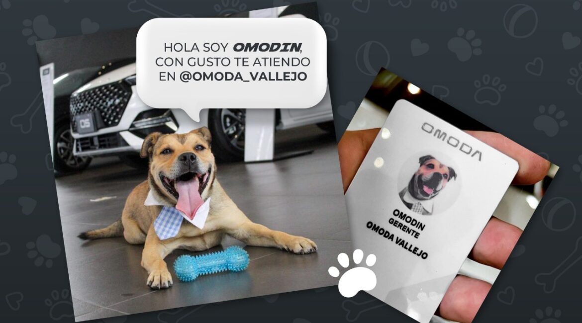 Omoda adopta perro