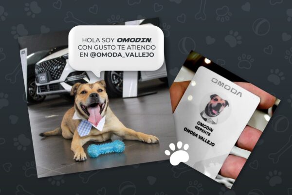 Omoda adopta perro