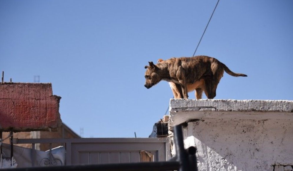 perros en azotea