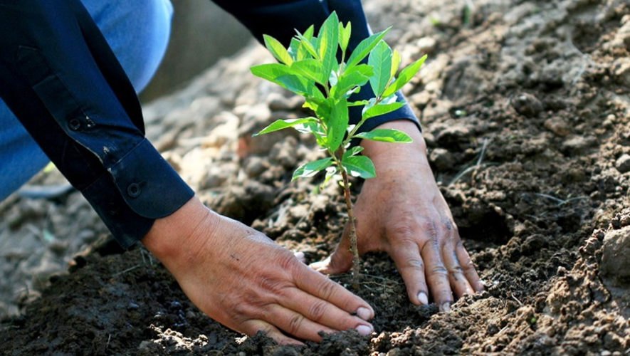 INAB busca plantar 4.5 millones de árboles a nivel nacional