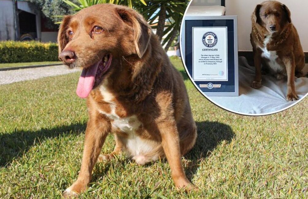Bobi, el perro más viejo del mundo, falleció