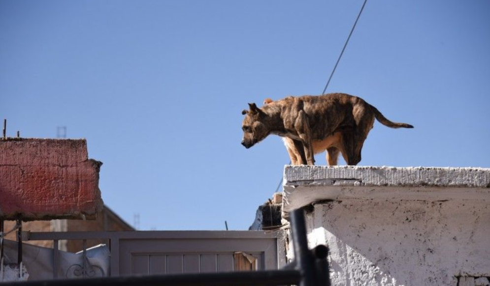 Animales en Azoteas: ¿Cuánto puedes llegar a pagar de multa?