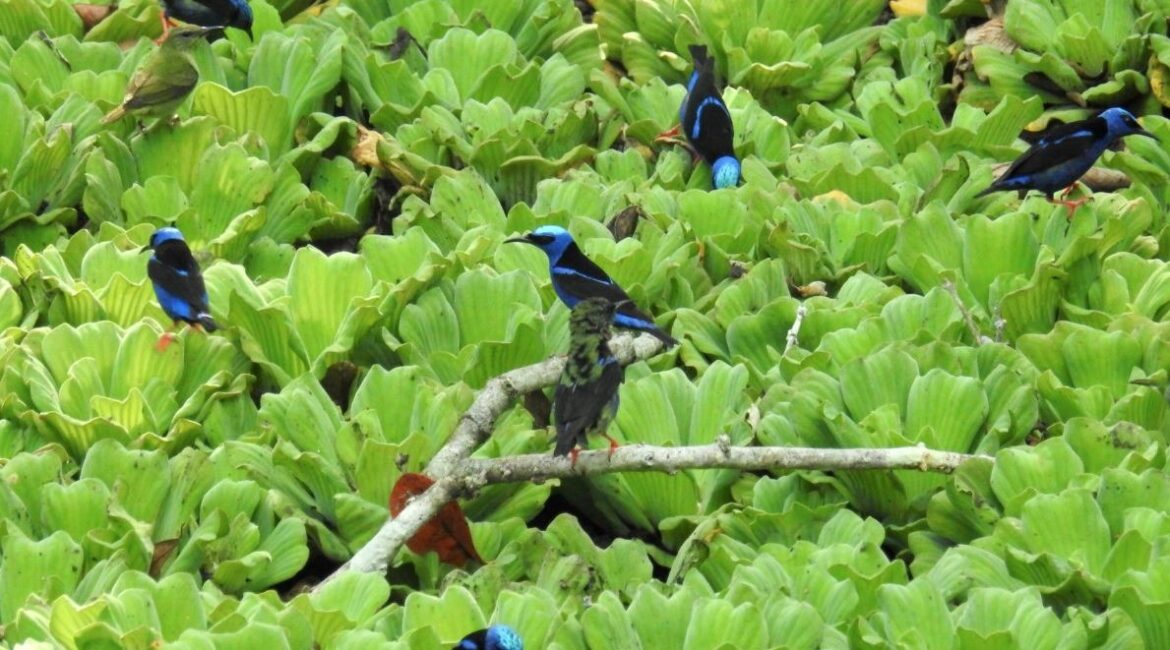 avistamiento de aves