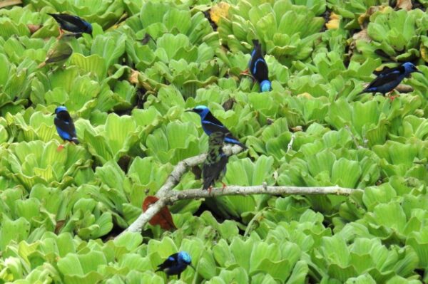 avistamiento de aves