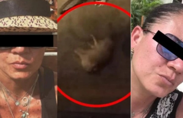 mujer lanza perro desde balcón