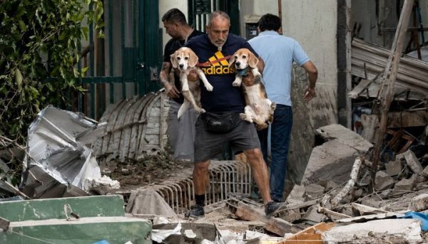Perros y gatos rescatados tras los terremotos en Venezuela