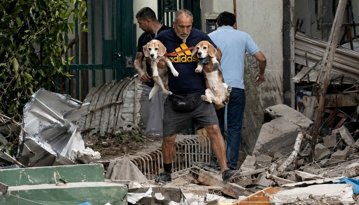 Perros y gatos rescatados tras los terremotos en Venezuela