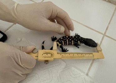 El Zoológico La Aurora celebra avance contra la extinción