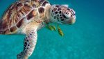 Las tortugas vencieron a los dinosaurios, ¿a los humanos?