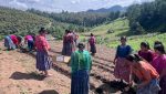 Agricultores de los Centros de Aprendizaje para el Desarrollo Rural trabajando en huertos hortícolas comunitarios en Cobán, Alta Verapaz.