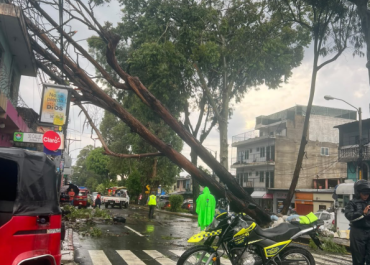 Fuertes lluvias provocan caída de árboles y bloqueos