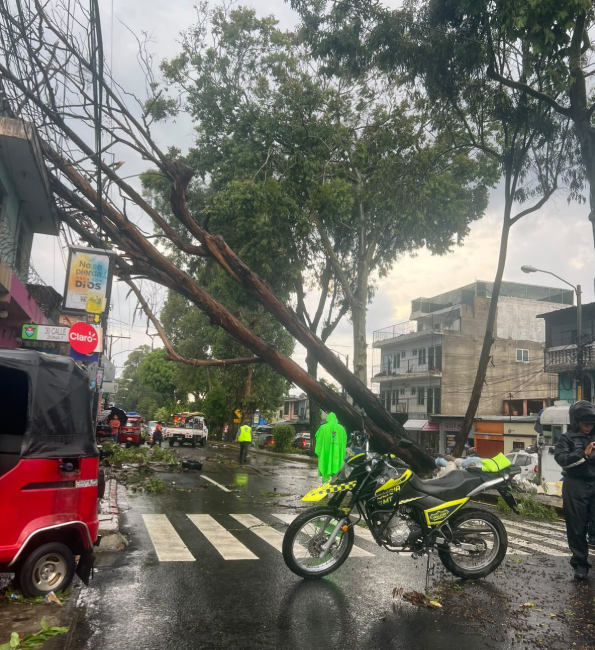 Árbol bloquea boulevard Madre Teresa de Calcuta en 33 avenida 30 calle colonia Bethania zona 7. Foto: X @amilcarmontejo