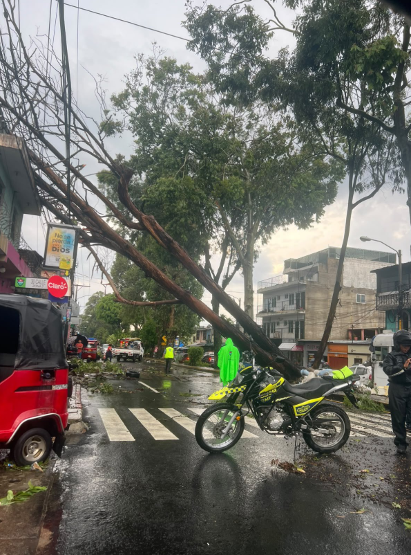 Árbol bloquea boulevard Madre Teresa de Calcuta en 33 avenida 30 calle colonia Bethania zona 7. Foto: X @amilcarmontejo
