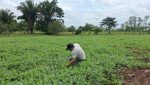 Productores de El Chal, Petén, en una parcela de siembra recibiendo asistencia técnica sobre el cuidado y manejo agronómico del cultivo de sandía.