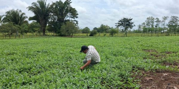 Productores de El Chal, Petén, en una parcela de siembra recibiendo asistencia técnica sobre el cuidado y manejo agronómico del cultivo de sandía.