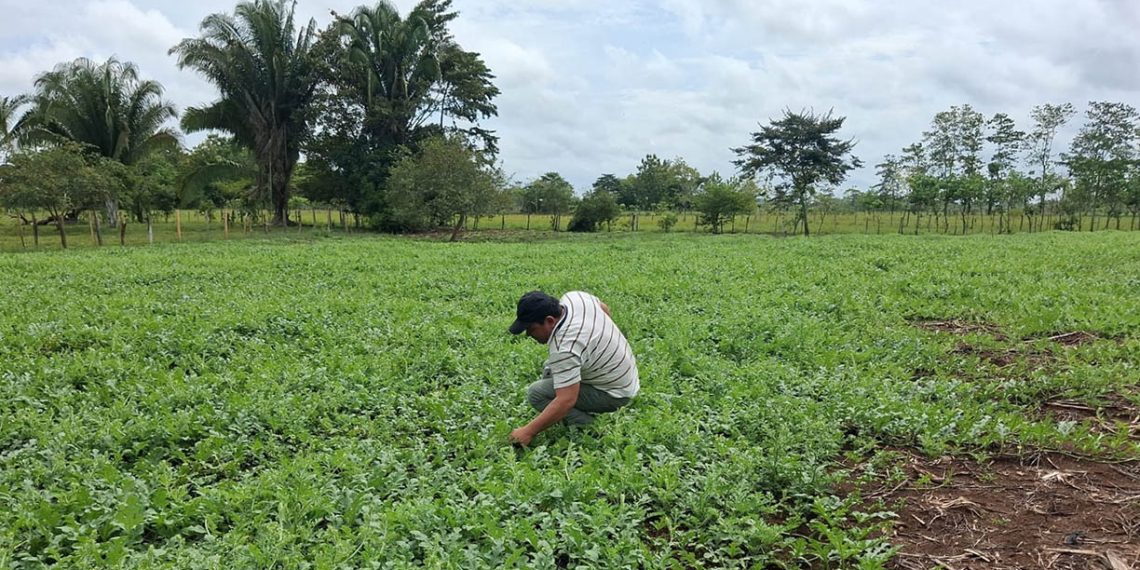 Productores de El Chal, Petén, en una parcela de siembra recibiendo asistencia técnica sobre el cuidado y manejo agronómico del cultivo de sandía.