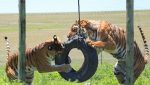 León en un santuario especializado tras ser rescatado de circos en Guatemala bajo la supervisión de la Unidad de Bienestar Animal.