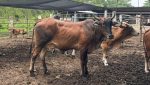 Técnicos del MAGA realizando la inspección veterinaria a un hato de bovinos para descartar larvas del Gusano Barrenador.