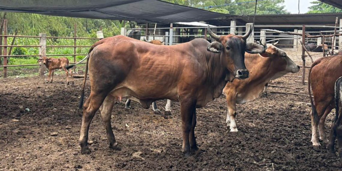 Técnicos del MAGA realizando la inspección veterinaria a un hato de bovinos para descartar larvas del Gusano Barrenador.