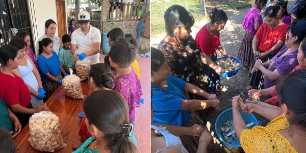 Mujeres agricultoras de Alta Verapaz cosechando hongos ostra producidos en un módulo de cultivo comunitario.