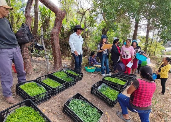 Familias de la comunidad El Suquinay en Jalapa recibiendo pilones de hortalizas para la siembra en su huerto comunitario.