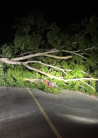 Caída de árbol en Petén provoca fatal accidente a dos adolescentes en motocicleta